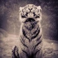 Ян Суровцев (@spr1tee) 's Twitter Profile