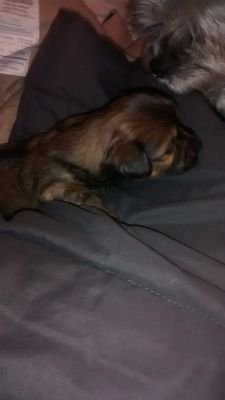 S5_Scopez's profile picture. 