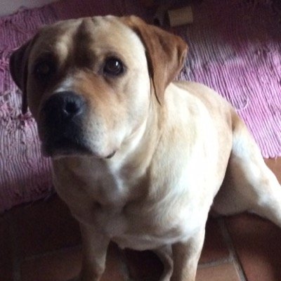 kikiriberat's profile picture. 