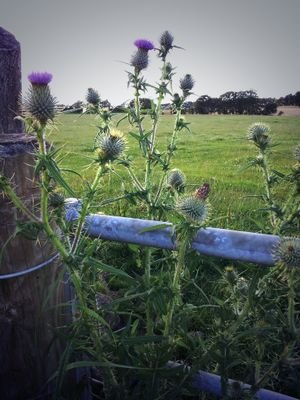 cakeface237's profile picture. Scotland free, or a desert.  Mmm, dessert.  #45