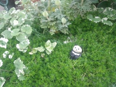 ☆ポケモンスリープ6095-7154-3266
毎日寝てますZZZ
美味しいものとか、植物とか、町田啓太とか、気ままに…
毎日とか無理
ちぇり家