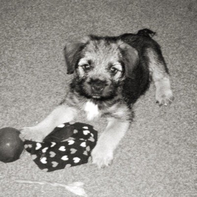 Hi, im Digger the dog! I'm a young BT and love terrorising things!