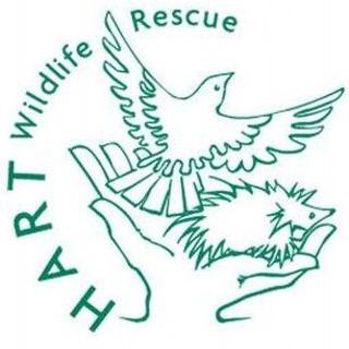 Wildlife hospital based in Alton, UK. Wildlife emergency? Please DON'T tweet, call 01420 562335.