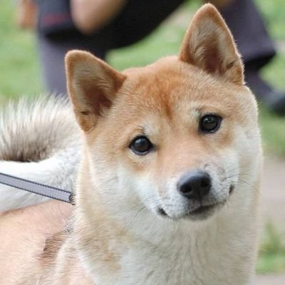 WqRsクランの隊長のともです
よろしくお願いいたします