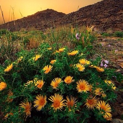 Optical_feed's profile picture. ندعم جميع الصور الفوتوغرافيه 👈🏽 ((تغذية بصرية))