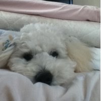 使ってません。 (@bryuki508046) 's Twitter Profile