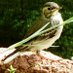 Active Photographer (@placeforbirds) Twitter profile photo Active Photographer (@placeforbirds) Twitter profile photo
