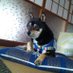 komaちゃんmama (@shibachan0501) Twitter profile photo