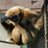 goupil76182793's profile image