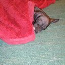 Melissa Westhoff - @melissadom05 - Twitter