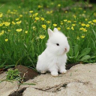 이 레몬을 한 입 깨물고 온 세상을 다 만져볼테니   ☆서태지 ☆숲파