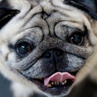 Pepe (@peperrk) 's Twitter Profile