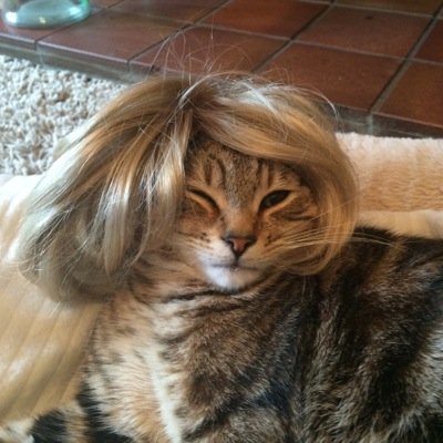 Because cats are just furry people