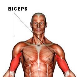 BicepExtensions's profile picture. Please remember to get your lifting friends spayed and neutered