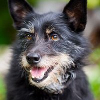 linkshund (@linkshund) 's Twitter Profile Photo linkshund (@linkshund) 's Twitter Profile Photo