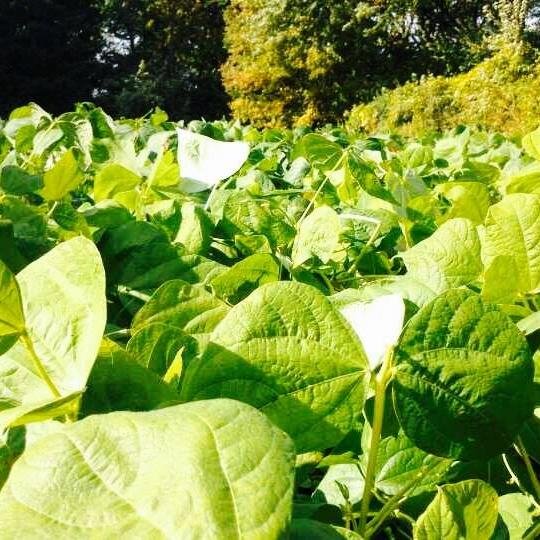 EnCon_StOlaf's profile picture. Environmental Conversation program at St. Olaf college. We think about and discuss all things from environmental woes to sustainable visions of the future.