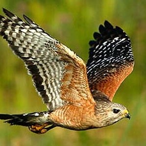 HawthorneAOHS's profile picture. 