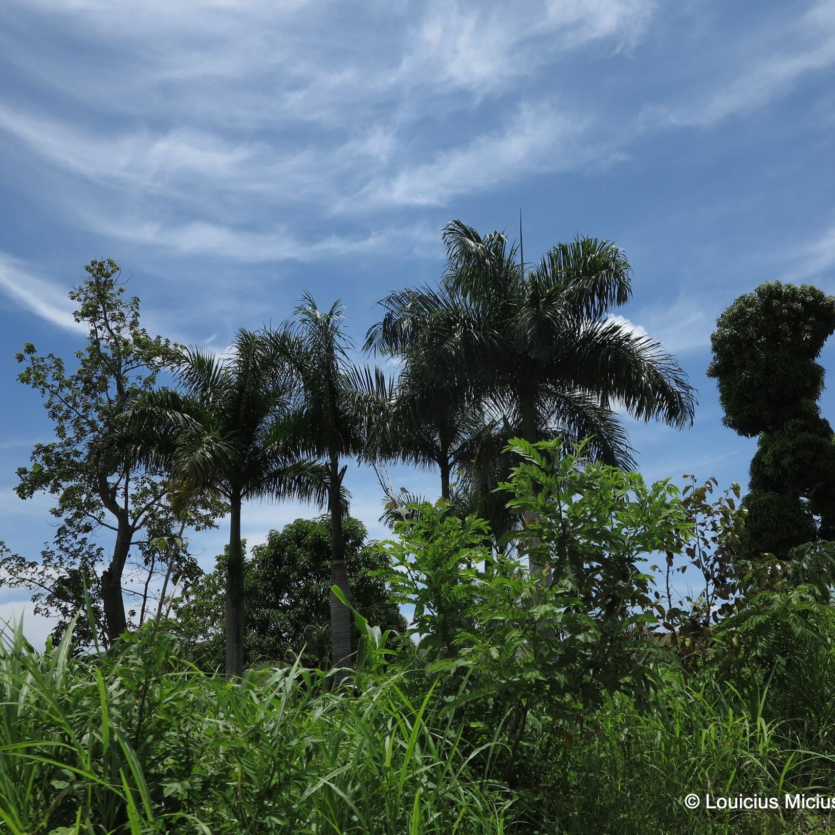 The fastest way to reforest Haiti