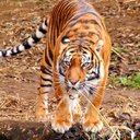 simrandeep  singh   - @simrandeep7874 - Twitter