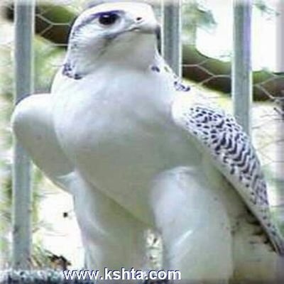 ‏عراقي من بغداد