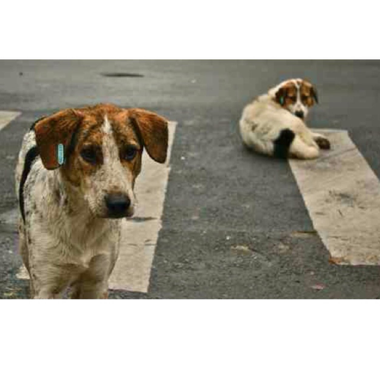 Raising awareness on the sufferings of stray dogs in Sarajevo - Bosnia - based in London - Please follow this amazing organisation https://t.co/WMUJyBU8ZS
