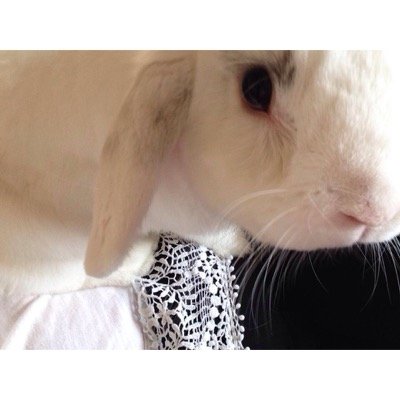 I am the cutest english lop house bunny, with a motion detector camera which tweets on my behalf. I love taking selfies
