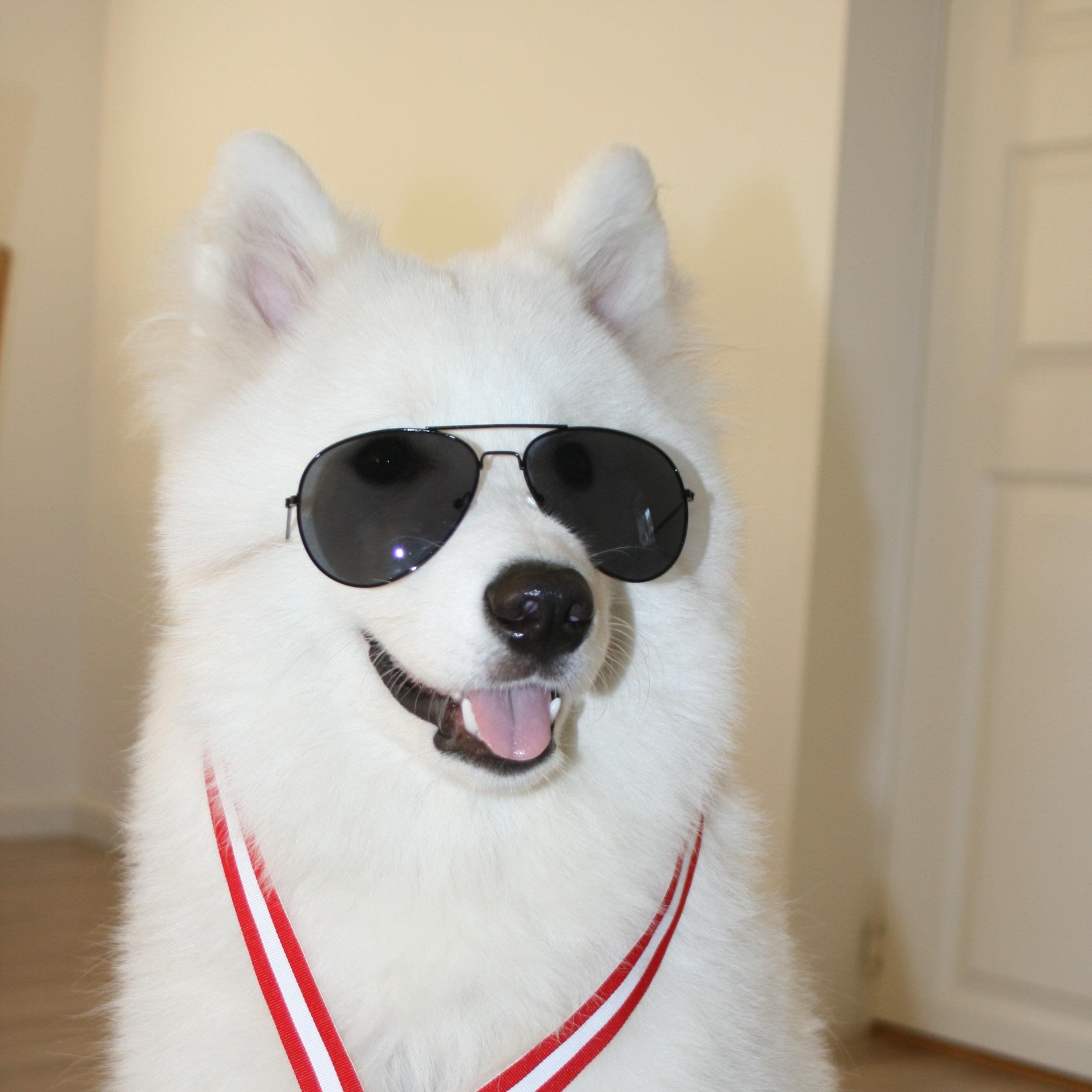http://t.co/L0JNkxNXnv is done by Samoyed lovers and owners!Here you can find different kind of information from experienced people! All to our wonderful dogs!