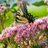 earthworks_va's profile image
