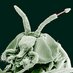 Parasitology papers (@par_papers) Twitter profile photo Parasitology papers (@par_papers) Twitter profile photo