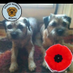 Douglas&Chloe&Razz&Edward (@douglasandchloe) Twitter profile photo Douglas&Chloe&Razz&Edward (@douglasandchloe) Twitter profile photo