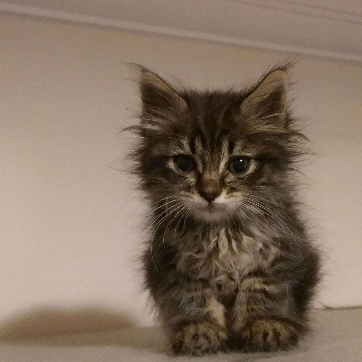 yurttakikedi's profile picture. En büyük hobim kuyruğumu kovalamak.