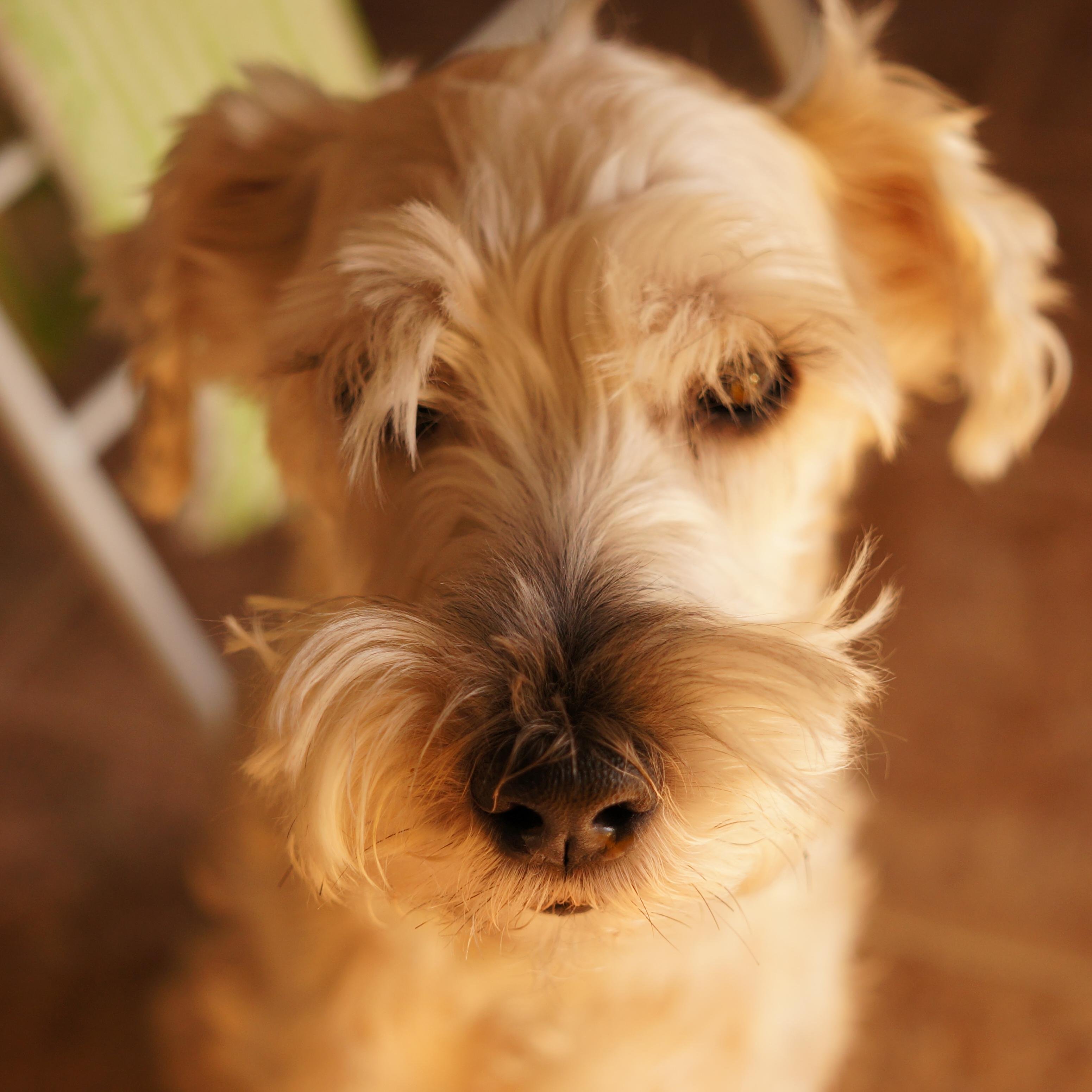 windist's profile picture. App Developer / iOS