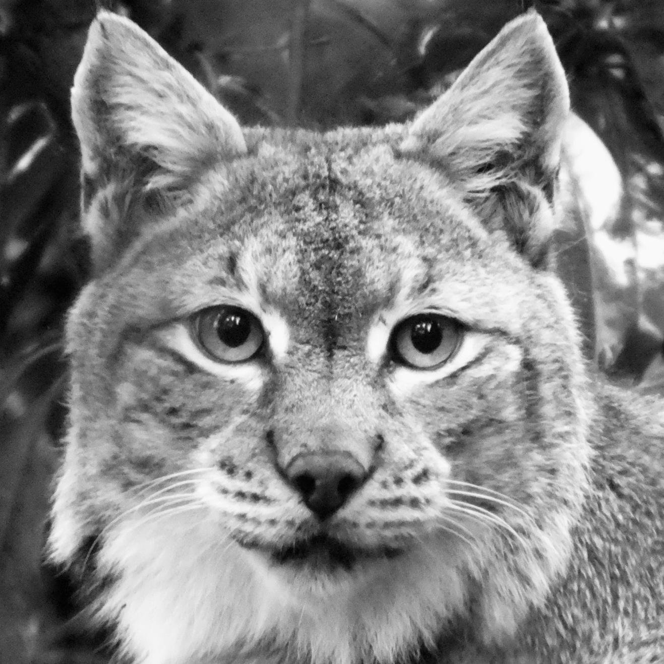 Sharing the latest on Eurasian lynx reintroduction (rewilding) to the UK + related news. 🌍🌳🐈