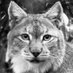 Lynx Reintroduction (@lynxresearch) Twitter profile photo Lynx Reintroduction (@lynxresearch) Twitter profile photo