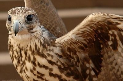 aoagy122's profile picture. اهواك سامشغل غرامي