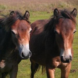🐴🐶Natural Animal Care Consultancy ⭐️Business Coach 🌳🦄Blogging and Podcast (Animals Naturally) 🌸 doTERRA and Forever Living Products 🌵Visit my website ⬇️