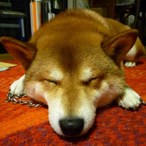 shiba_inu_konta Profile Picture