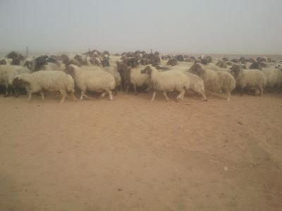 ابو ياسر الشمري استفسار0552123994