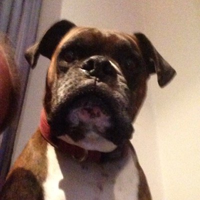boxer_phil's profile picture. 