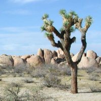 Joshua Tree Brewing (@joshuatreebrew) 's Twitter Profile