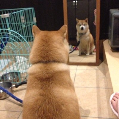 somesomemama's profile picture. 柴犬→しばお♂14才、チワワ→フワリ〜♂9才、ポメラニアン→ポン♂5才、セキセインコ・姫ウズラ・マメルリハを飼っています。神奈川県。槇原敬之さん