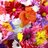 shelly_cranston's profile image