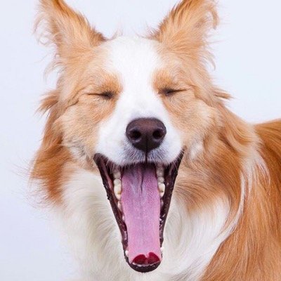 愛犬ボーダーコリーのレイラ（女の子）写真や、私が撮影させてもらった「ワンちゃん写真」を気まぐれに貼っています。フォロー、RT大歓迎ですU^ェ^Uノ