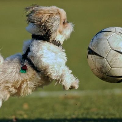 Jmeadow12's profile picture. Athletic Director