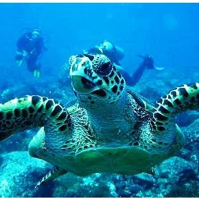 ketlinponciani's profile picture. 