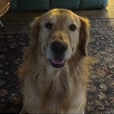 I love dogs,dogs are cool