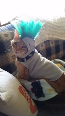 I think I'm the king. I was a stray 20 years ago and now I am the last cat here. I ruled till the last minute.  My spirit will prevail!