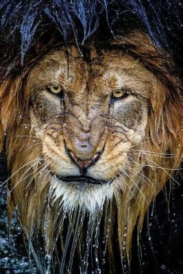 NasSseR9's profile picture. Instagram: nasser_qahtani_