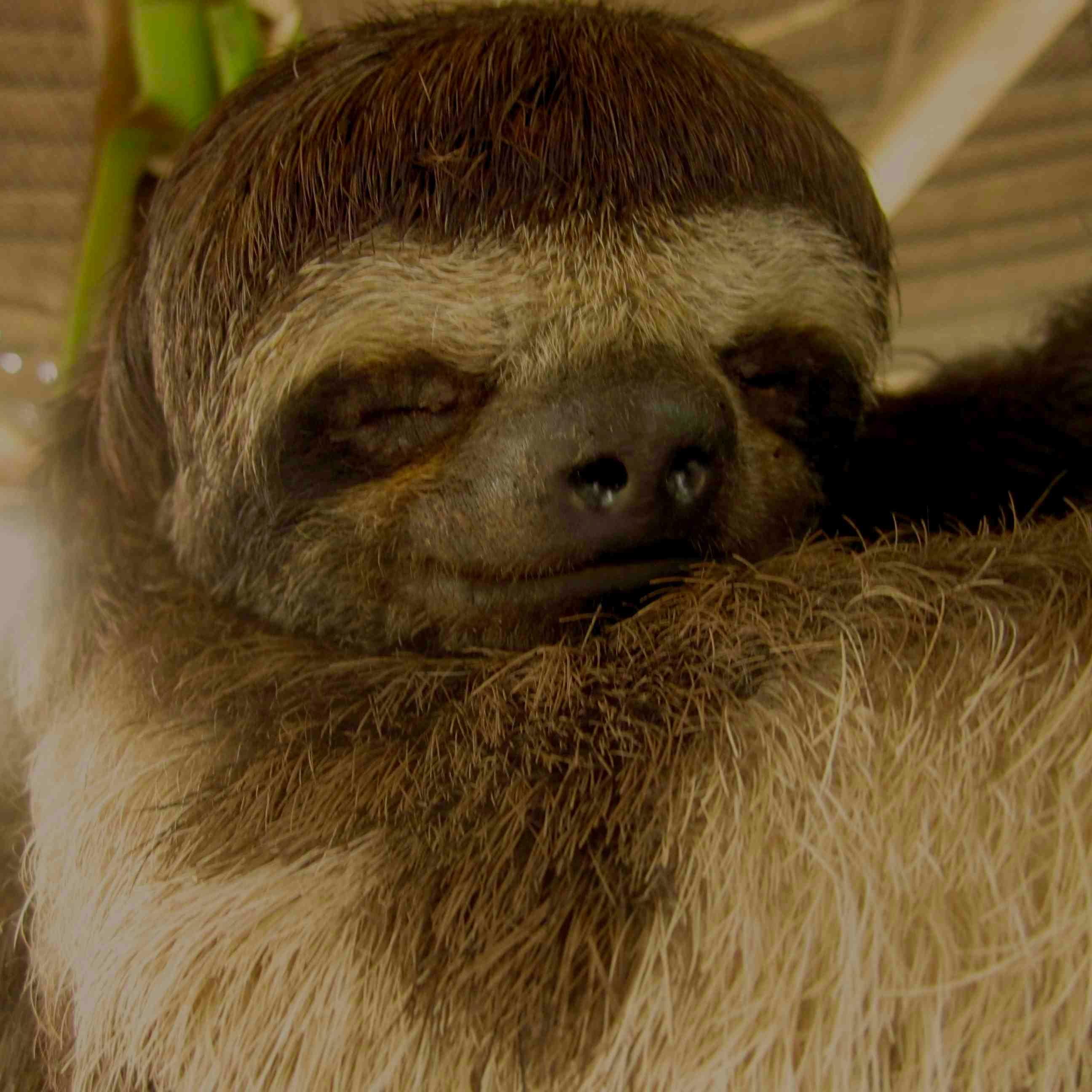 cylararz's profile picture. 