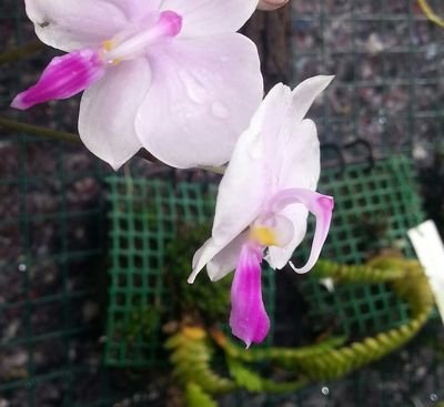 rare orchid,species, orchidée rare, orchidophile, dijon, orchidées collection,phalaenopsis,vanda,masdevallia,cattleya,sphaigne,substrat,pot